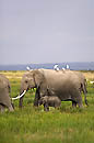 African Elephants with calf  Amboseli Kenya